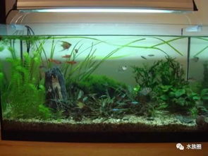 什么是生態水族箱？——揭秘現代水族藝術的生態平衡之道